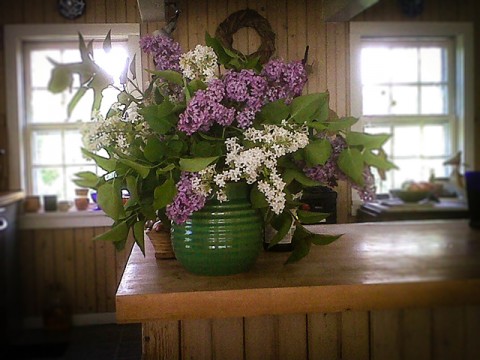 for the love of lilacs