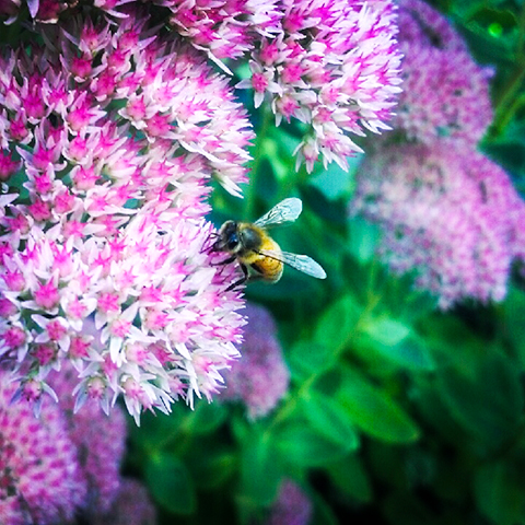 bee sweet