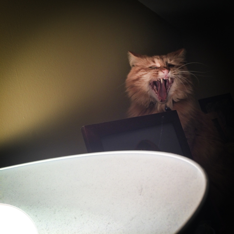 "yawn"