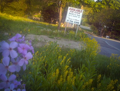 floral squatters