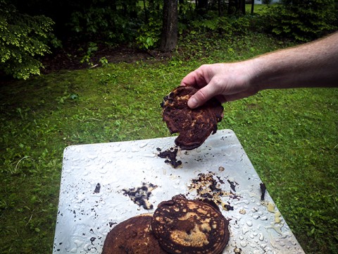 wild blueberry frisbees