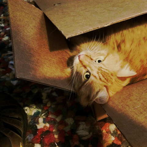 box.cat