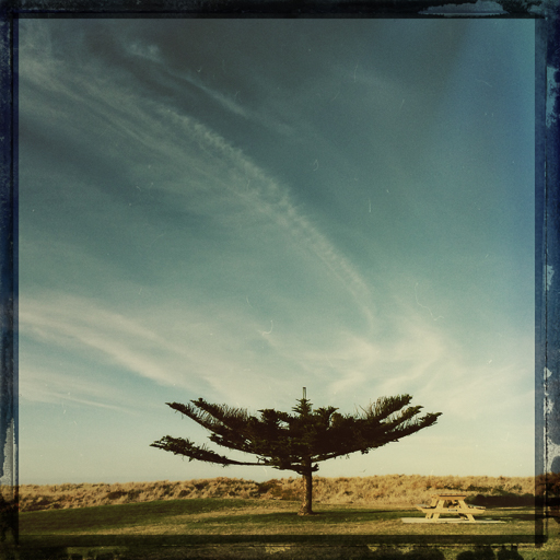 the pine tree and the picnic table