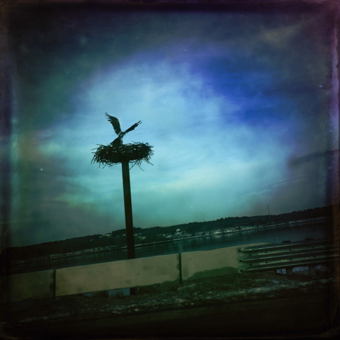 wendy klemperer's nesting osprey, martin's point bridge, portland, maine